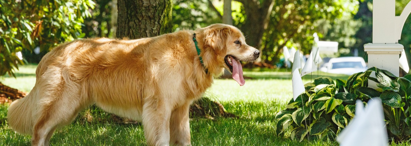 DogWatch of Southeast Wisconsin, Elkhorn, Wisconsin | Outdoor Hidden Dog Fences Slider Image